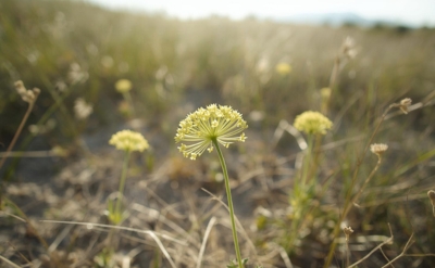 Galbanum Fleuressence
